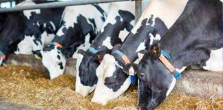 Estados Unidos suspende por 15 días importaciones de ganado mexicano por brote de gusano barrenador