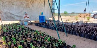 El Gobierno de Morelia fortalece los espacios verdes de la ciudad