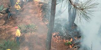 Liquidados 3 incendios en Aguililla, Lagunillas y Pátzcuaro: Cofom