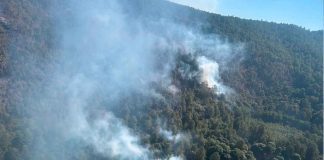 Atendido incendio forestal en zona del bosque de la Mariposa Monarca: Cofom