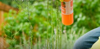 SSM refuerza medidas para venta segura de productos para el control de fauna nociva
