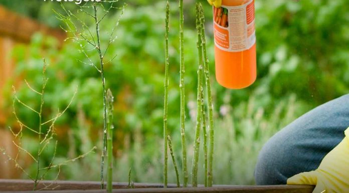 SSM refuerza medidas para venta segura de productos para el control de fauna nociva