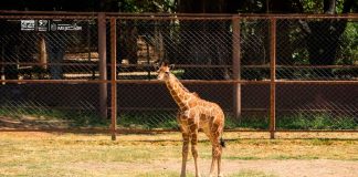 ¡Es momento de dejar tu huella! Ponle nombre a la nueva jirafita del Zoológico de Morelia