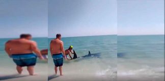 #VIDEO || Rescate épico de un tiburón varado