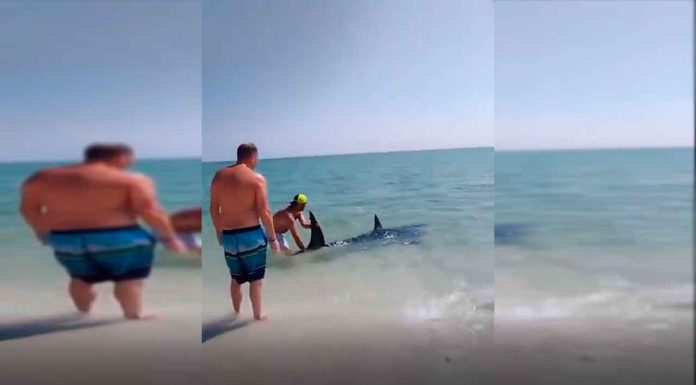 #VIDEO || Rescate épico de un tiburón varado
