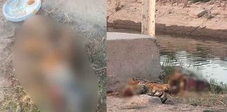 Encuentran el cuerpo desmembrado de un tigre en las calles de Mexicali