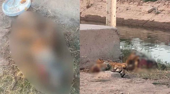 Encuentran el cuerpo desmembrado de un tigre en las calles de Mexicali