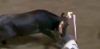 #VIDEO | Mujer termina corneada y sin tanga, tras provocar a un toro