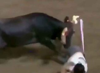 #VIDEO | Mujer termina corneada y sin tanga, tras provocar a un toro