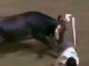 #VIDEO | Mujer termina corneada y sin tanga, tras provocar a un toro