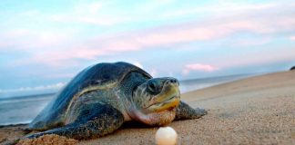 Día Mundial de las Tortugas