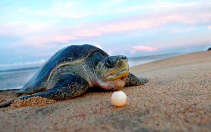 tortugas