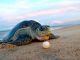 Día Mundial de las Tortugas