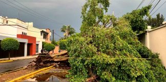 Un muerto, arboles caídos y encharcamientos, tras fuerte tromba que azotó a Zamora