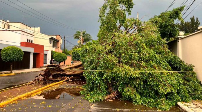 Un muerto, arboles caídos y encharcamientos, tras fuerte tromba que azotó a Zamora