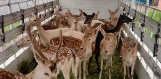 #VIDEO | Aseguran 21 venados de procedencia ilícita; hay 3 detenidos: SSP