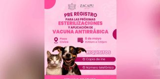 Gobierno de Zacapu anuncia jornada de esterilización y vacunación contra la rabia para mascotas