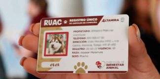 #VIDEO || ¿Hay multa por no sacar el RUAC de tu mascota en CDMX? Esto dice la Sedema