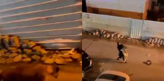 #VIDEO || Mujer carga a su león mascota tras escape y enciende debate mundial