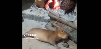 #VIDEO || ‘Papybara’ en modo cocción lenta