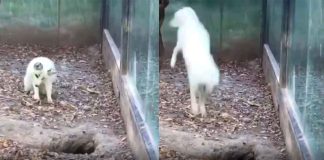 #VIDEO || El tierno salto viral de un zorro ártico que ha conquistado corazones