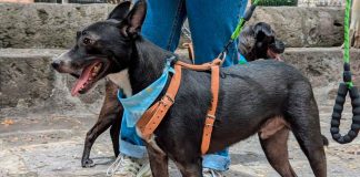 ⚠️ ATENCIÓN ⚠️ Lomitos en busca de hogar; repito, lomitos en busca de hogar