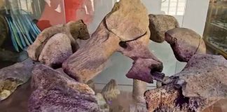 ¡Increíble hallazgo! Encuentran restos de mamut en Jalisco