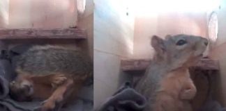 #Viral #VIDEO | “Ay mi corazón” ardillita se asusta dramáticamente por un trueno