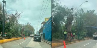 #AlMomento #VIDEO || Tráfico pesado en Av. Solidaridad y Ventura Puente por labores de poda