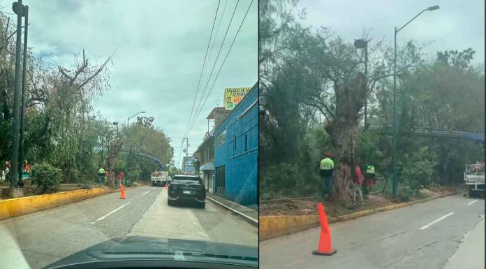 #AlMomento #VIDEO || Tráfico pesado en Av. Solidaridad y Ventura Puente por labores de poda