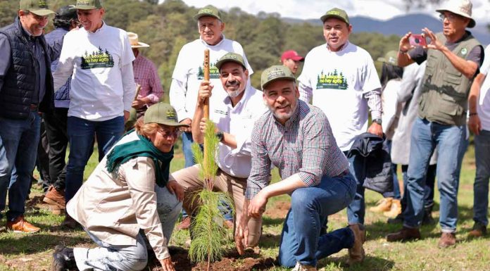 En julio inicia dispersión aérea de 200 mil semillas para reforestar: Bedolla