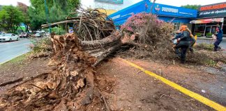 #Imágenes #VIDEO | Gobierno de Morelia retira 2 frondosos árboles caídos por las lluvias