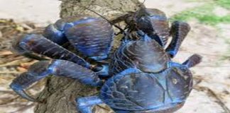 #VIDEO || El cangrejo cocotero: el titán de las islas que rompe cocos con sus pinzas