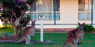#VIDEO || La salvaje y divertida realidad de vivir en Australia 🦘🇦🇺