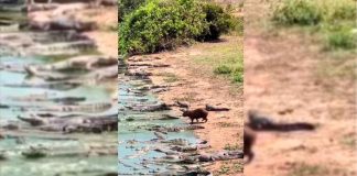 #VIDEO || La imperturbable calma del capibara entre cocodrilos