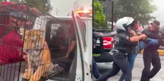 #VIDEO || Detienen a hombre en Naucalpan por intentar vender a una tigresa; fue trasladada bajo la lluvia en una patrulla