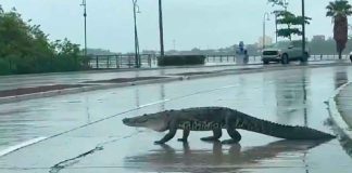 Capturan a más de 100 cocodrilos en Tamaulipas por desborde de ríos, tras tormenta tropical ‘Barry’