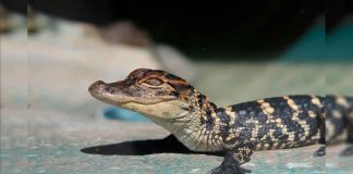 #VIDEO || El pequeño cocodrilo que combina ternura y ferocidad en un solo acto