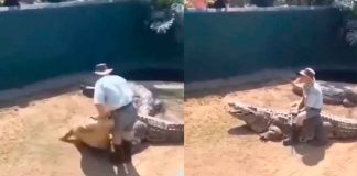 #VIDEO || Cuando el “valiente” domador se confió de más, el cocodrilo le dio una lección de humildad