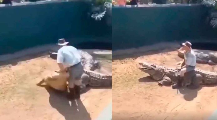 #VIDEO || Cuando el “valiente” domador se confió de más, el cocodrilo le dio una lección de humildad