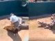 #VIDEO || Cuando el “valiente” domador se confió de más, el cocodrilo le dio una lección de humildad