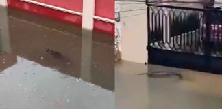 #VIDEO | Captan cocodrilos en calles inundadas de Tamaulipas