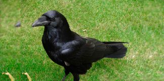 #VIDEO || El ingenioso cuervo y el frasco de agua