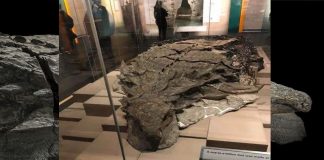 Una momia de dinosaurio, un fósil de Jurassic Park… pero sin CGI