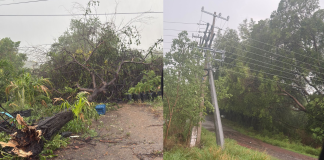Crónica | Tormenta en Buenavista: un día entre postes caídos y árboles vencidos