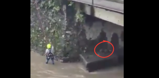 #VIDEO | Rescatan a perrita que estaba atrapada bajo un puente