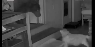 #VIDEO | Perrito de 17 años enfrenta a un oso para salvar su hogar