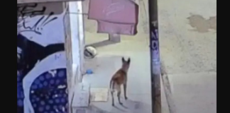 Ex agente de la Fiscalía fue ingresado a penal tras matar a un perro en Edomex