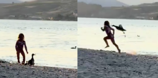 #VIDEO | ¿Karma? Niña molestaba a patitos hasta que su madre los defendió; la persiguió y atacó