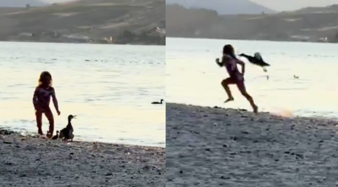 #VIDEO | ¿Karma? Niña molestaba a patitos hasta que su madre los defendió; la persiguió y atacó